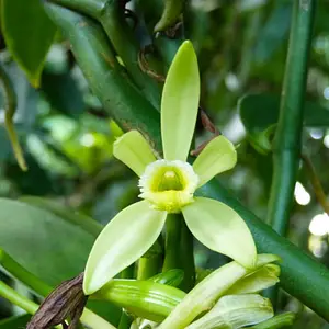 vanille-de-madagascar.com